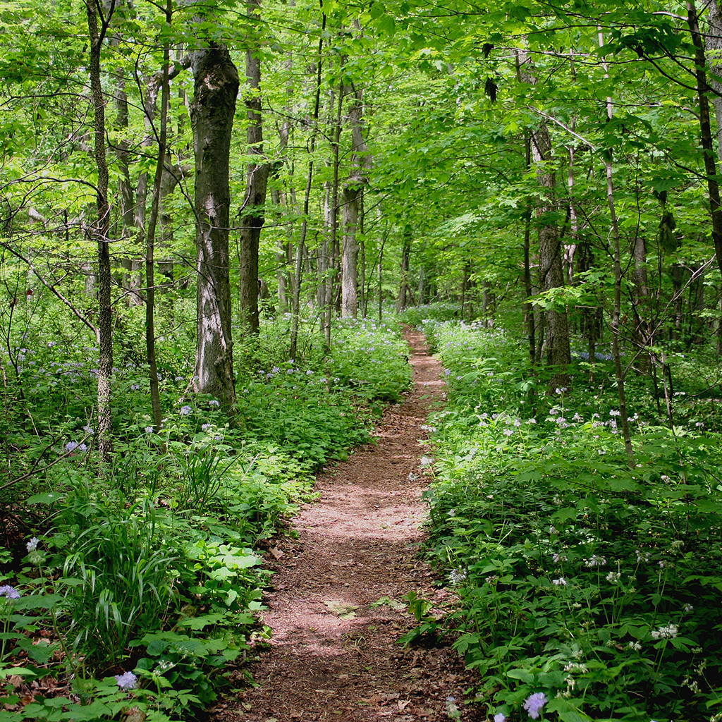 A forest path in Midhurst.