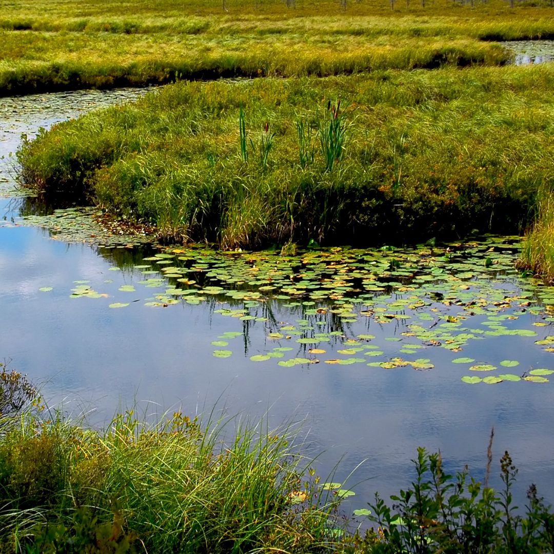 A pond in Minesing.